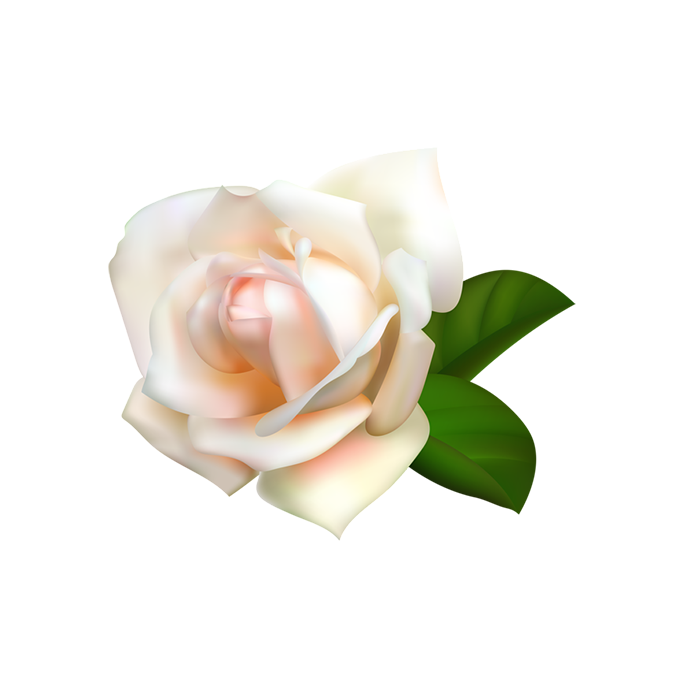 白色玫瑰花免抠图片素材