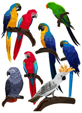 彩色创意鹦鹉设计矢量素材