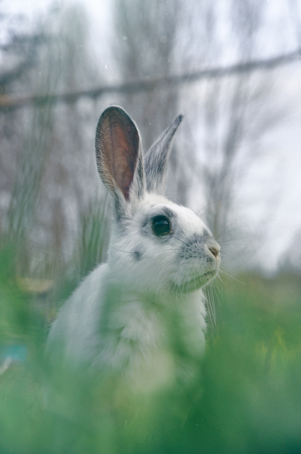 小清新唯美白色兔子图片
