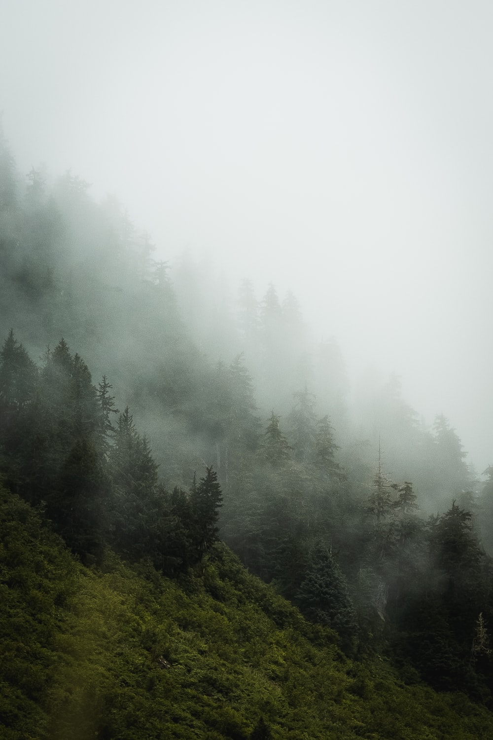 云霧彌漫的樹林圖片