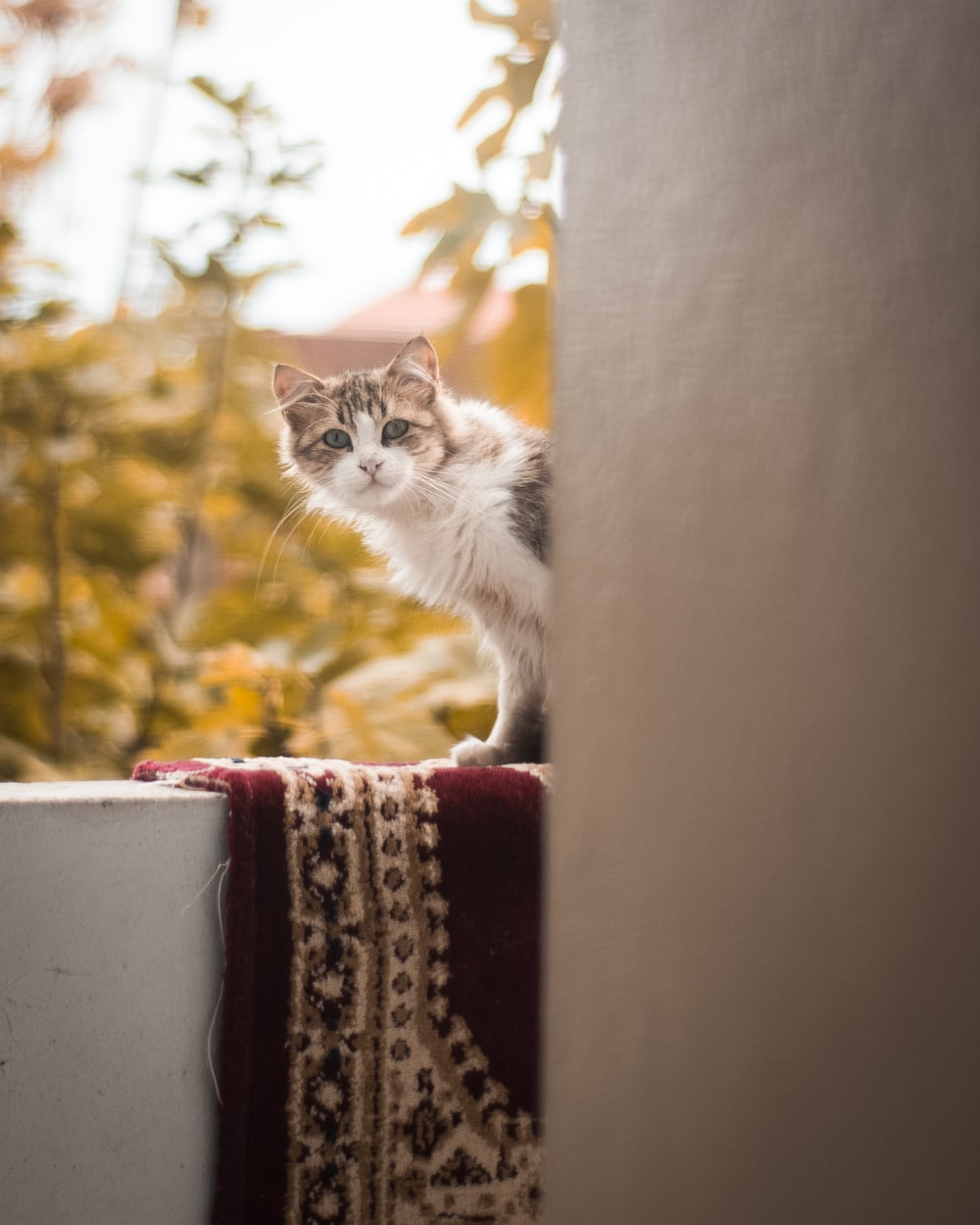 阳台上的猫咪图片