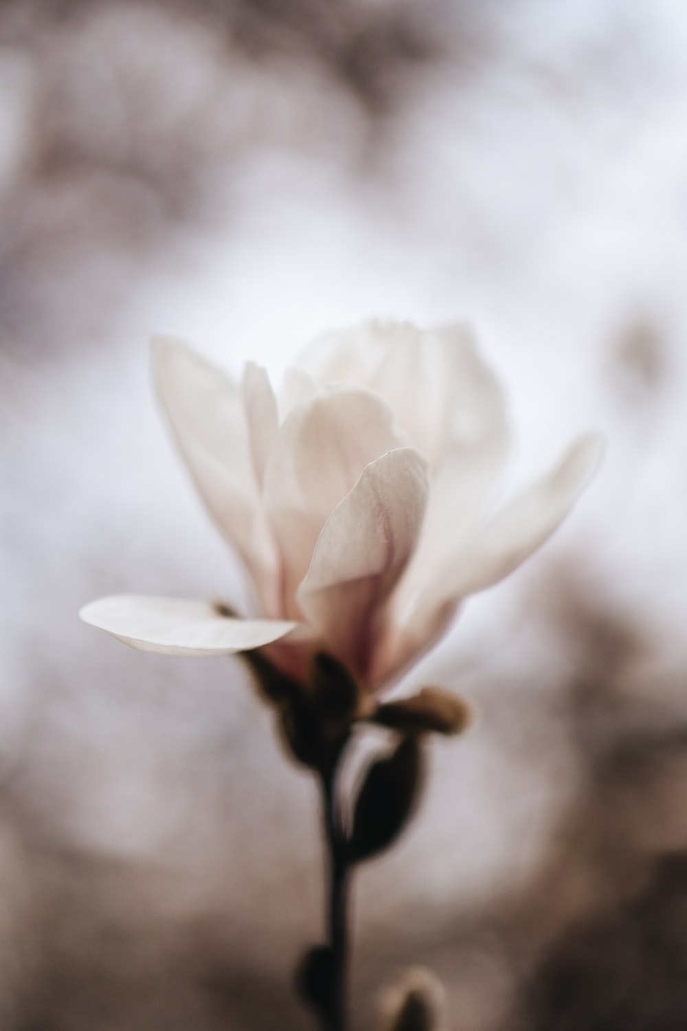 白色花朵唯美图片