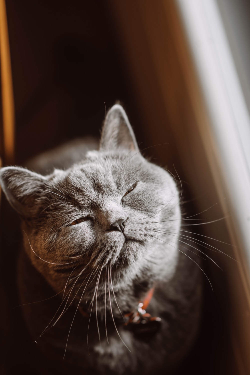 简约可爱灰色猫咪图片