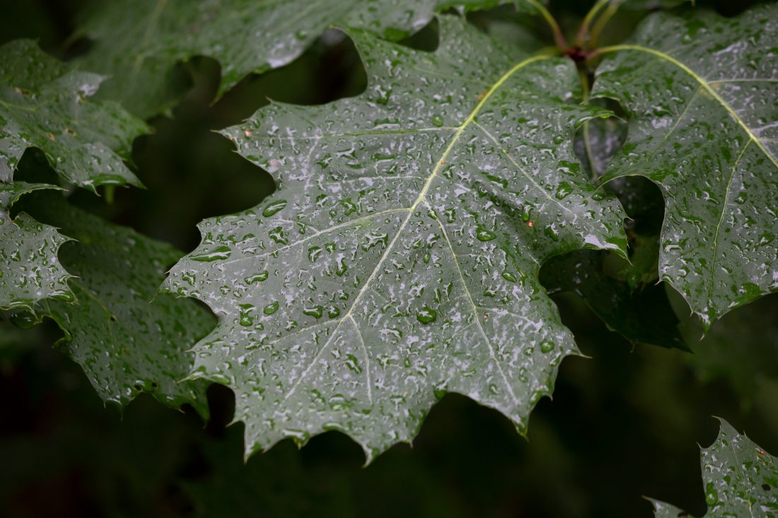 雨水打湿的树叶图片