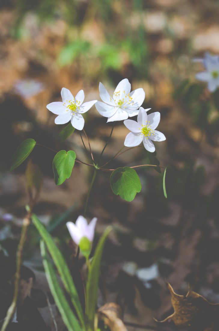 春天绽放白色花朵图片