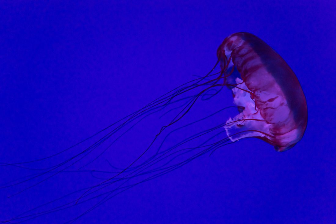 海中生物水母图片