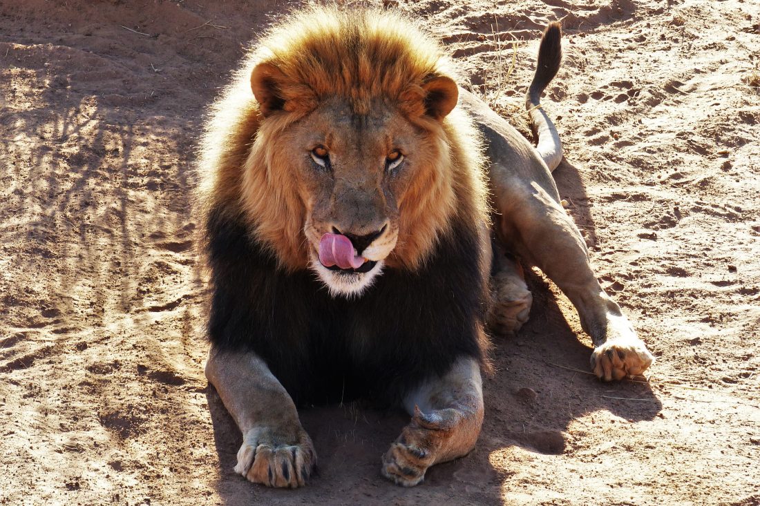 非洲狮子动物图片