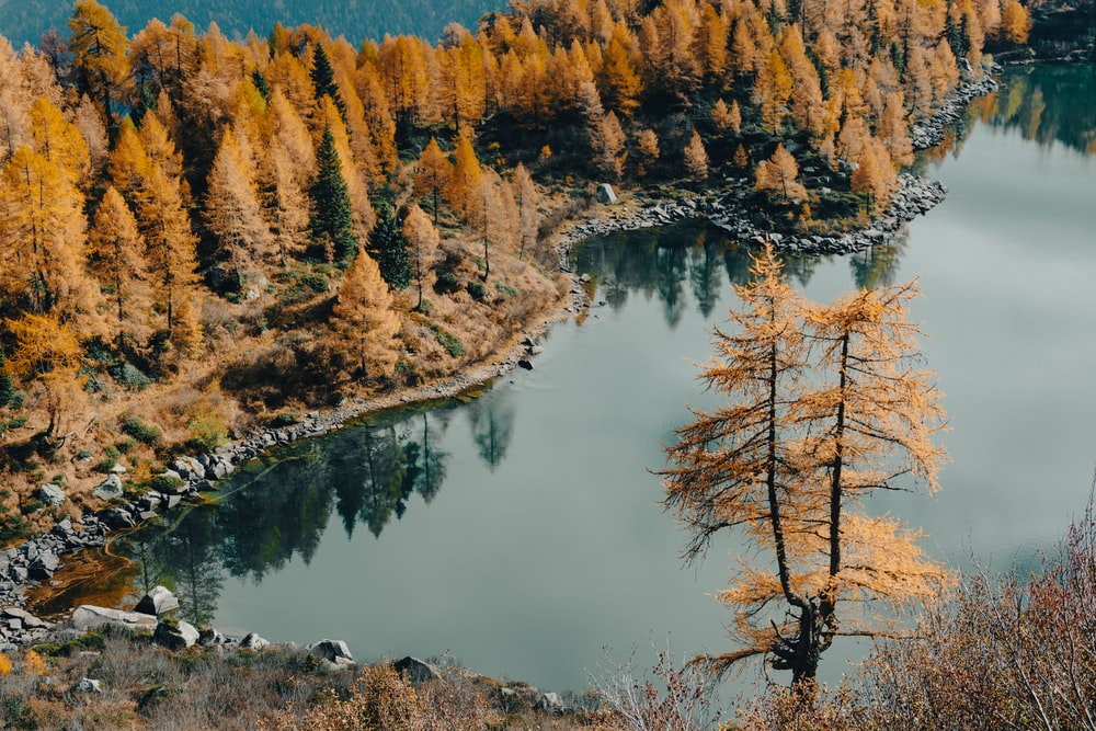 秋季的森林湖水图片