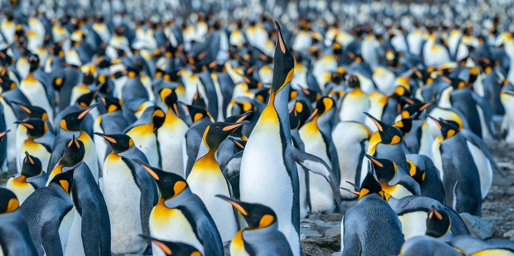 野生的企鹅群图片