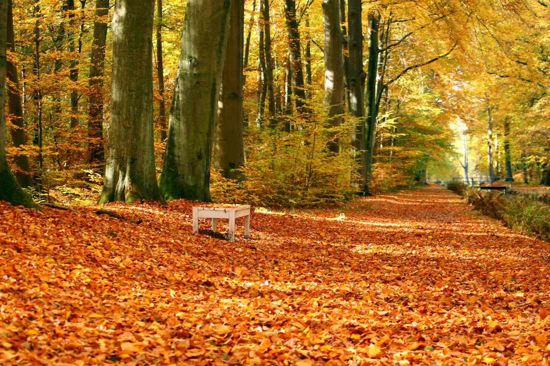 秋季公园图片高清素材