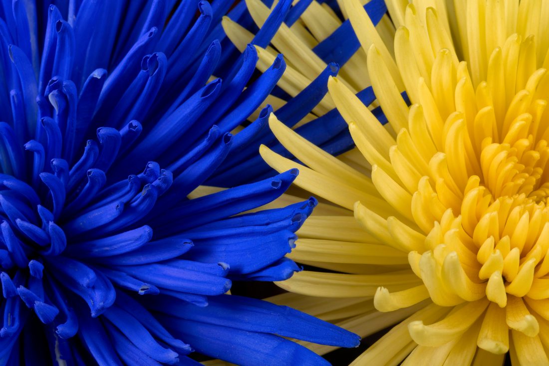 蓝黄菊花图片素材