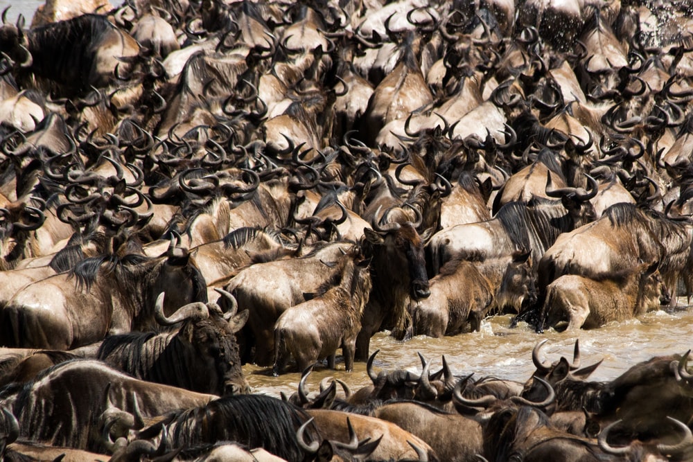 非洲野牛迁徙图片