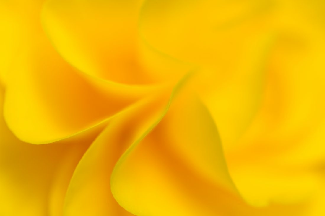 黄色花背景图片