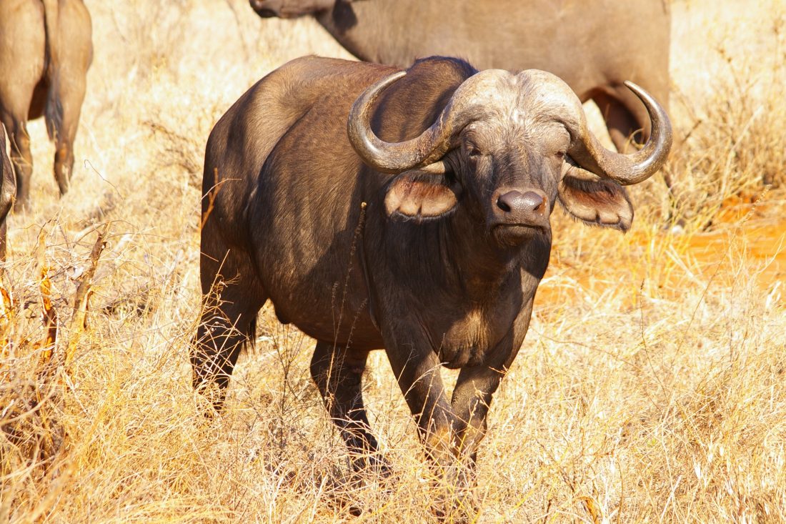 非洲水牛高清图片
