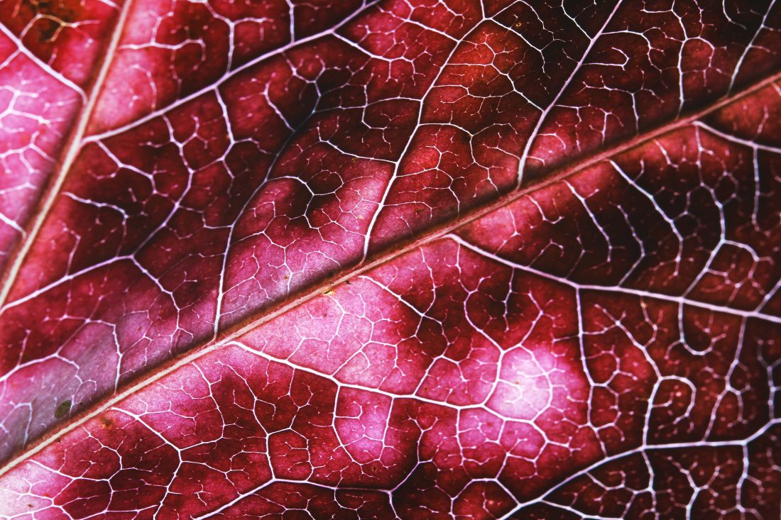 紅色的葉子紋理圖片