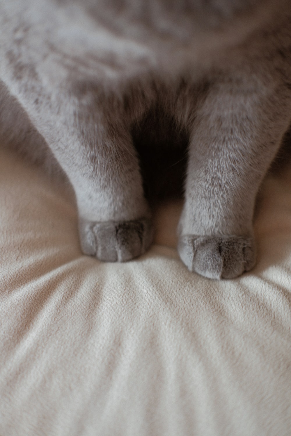 可爱灰色宠物猫猫爪图片