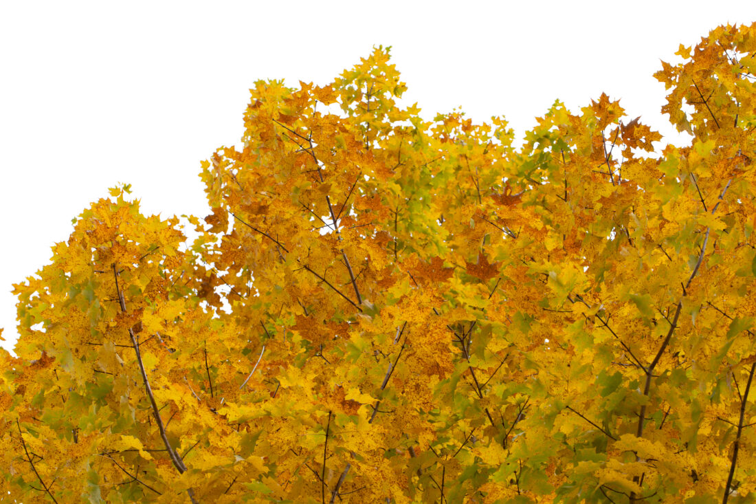 黄色秋季枫树风景图片
