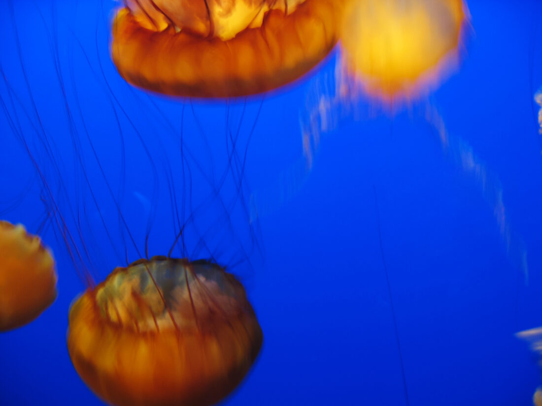 水母背景图片