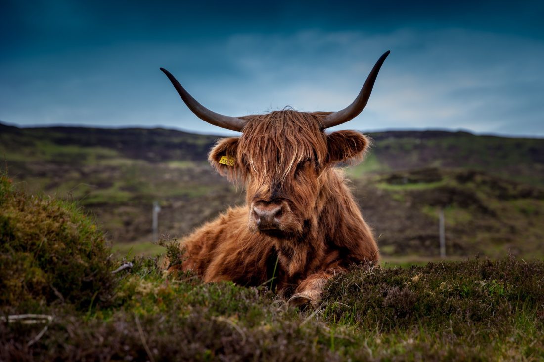 高清苏格兰牛图片