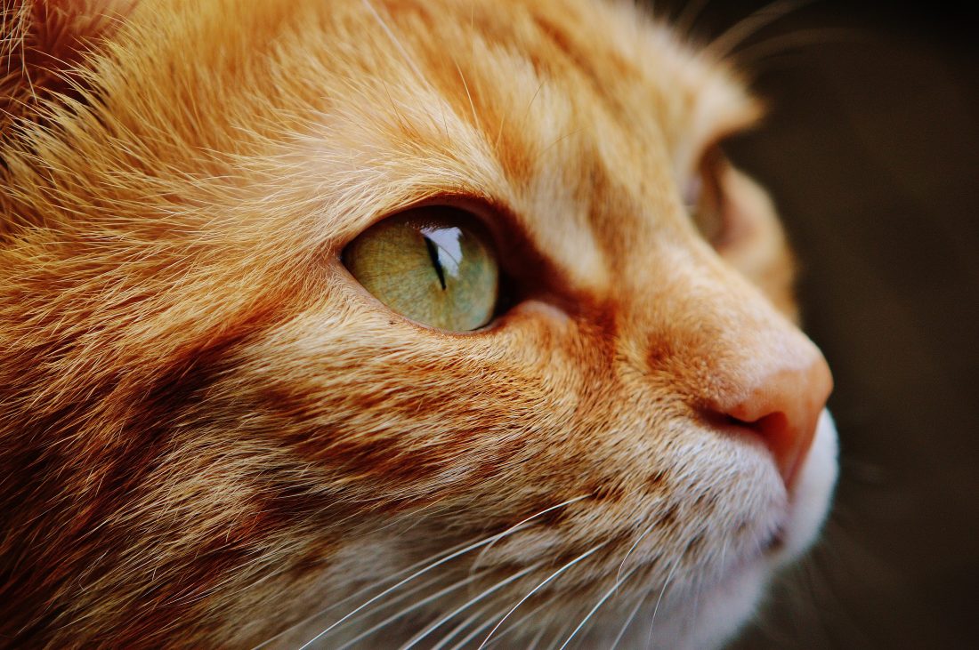 橘猫的眼睛图片