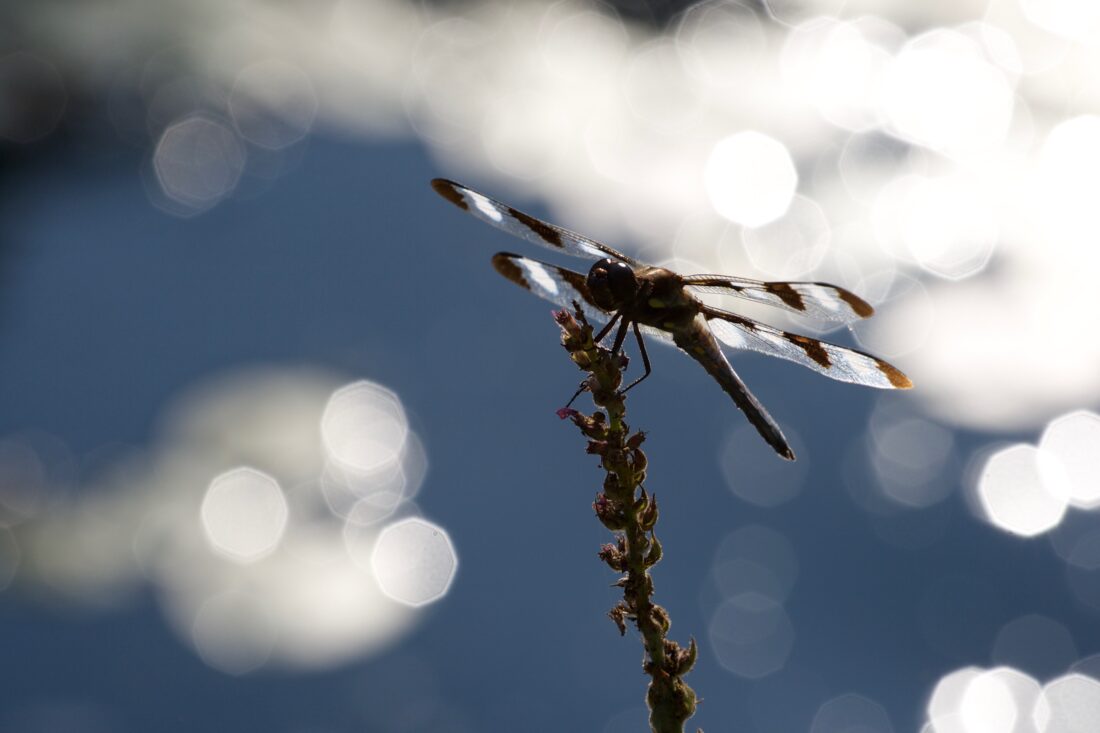 蜻蜓自然图片