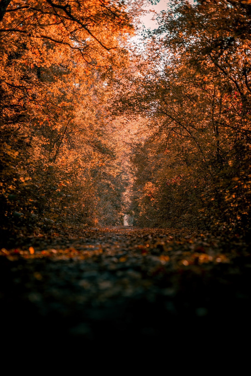 秋天的小路自然风景图片