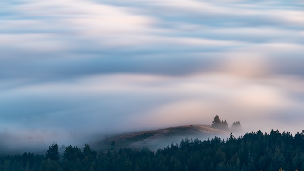 雾气环绕的森林高清图片