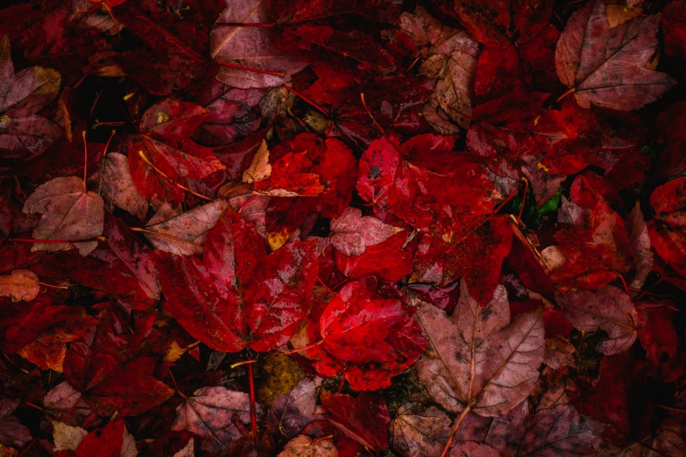 秋天枫叶自然形象图片素材