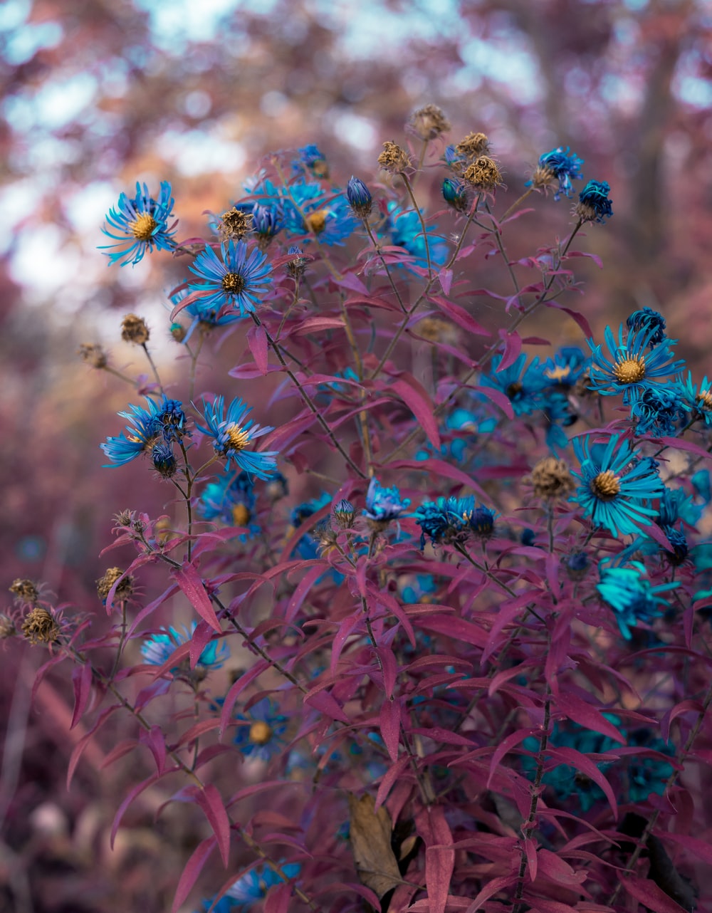 蓝色雏菊唯美图片