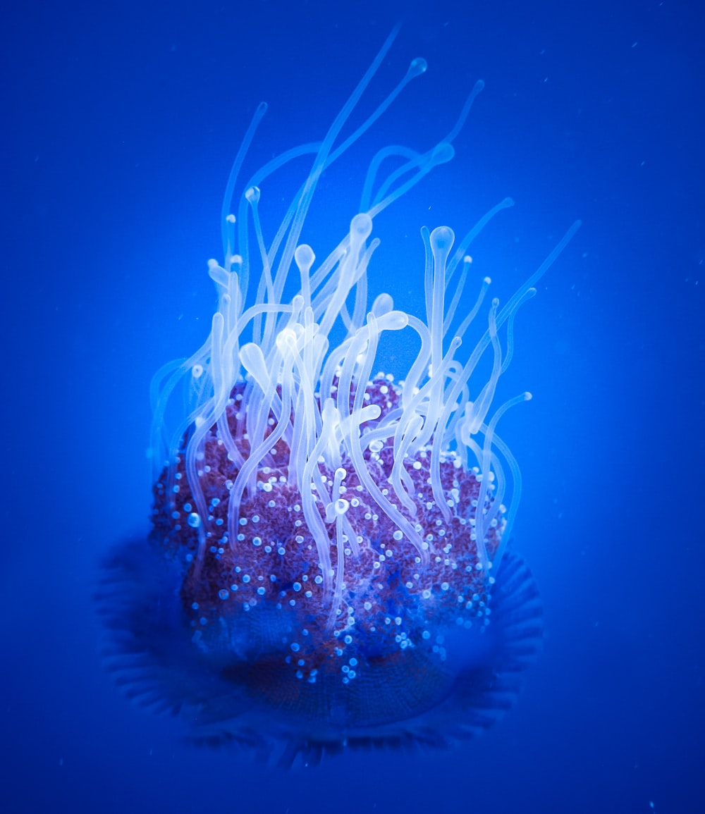 水下的海葵图片