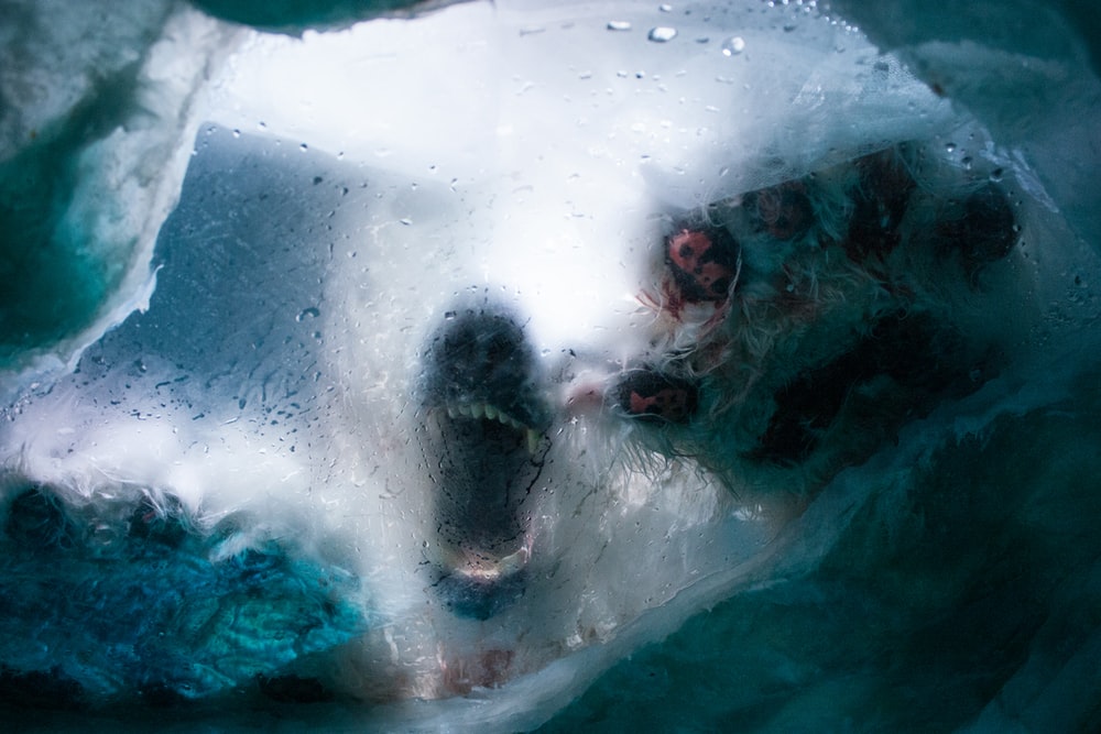 北极熊凶猛图片