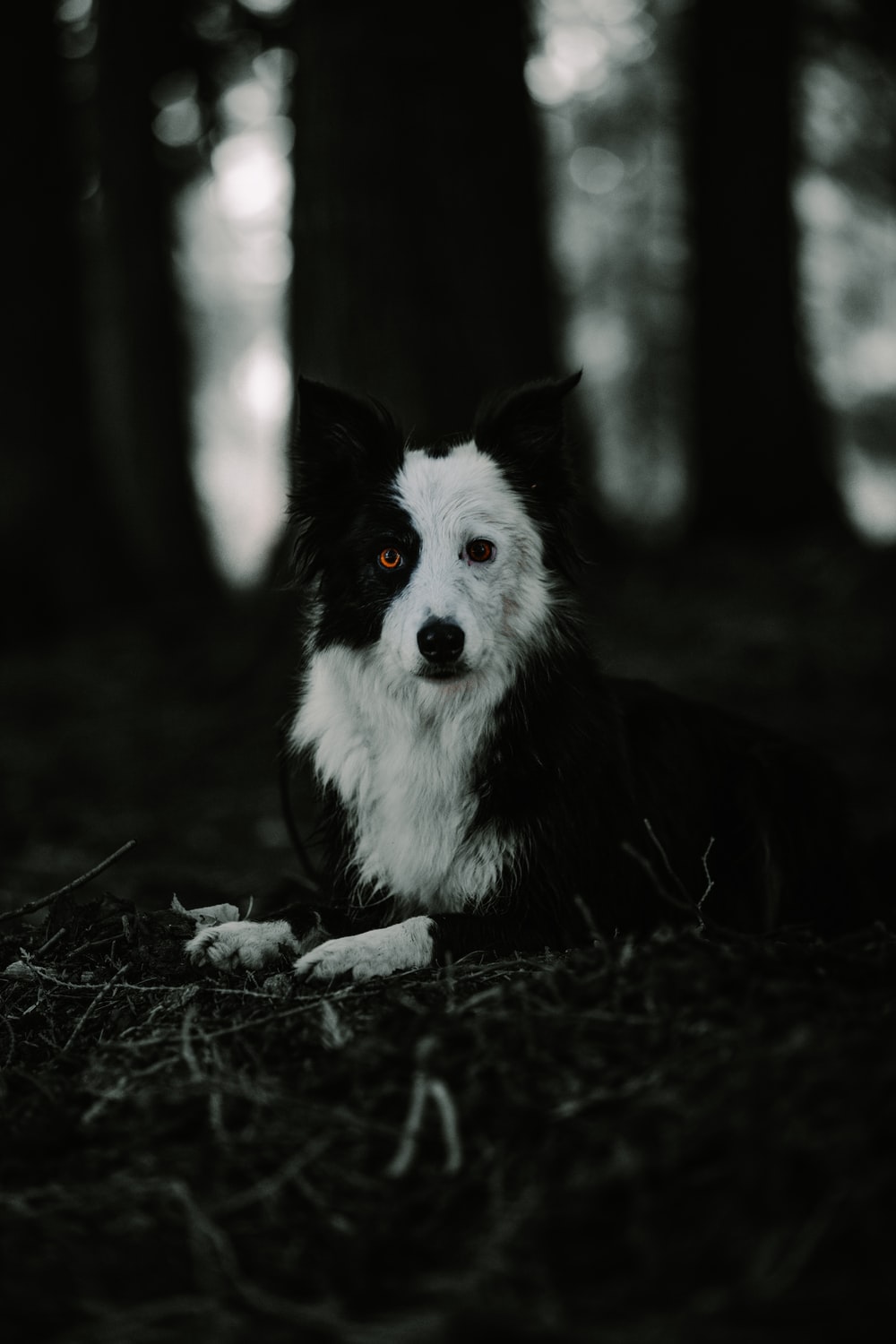 黑白色博德牧羊犬图片