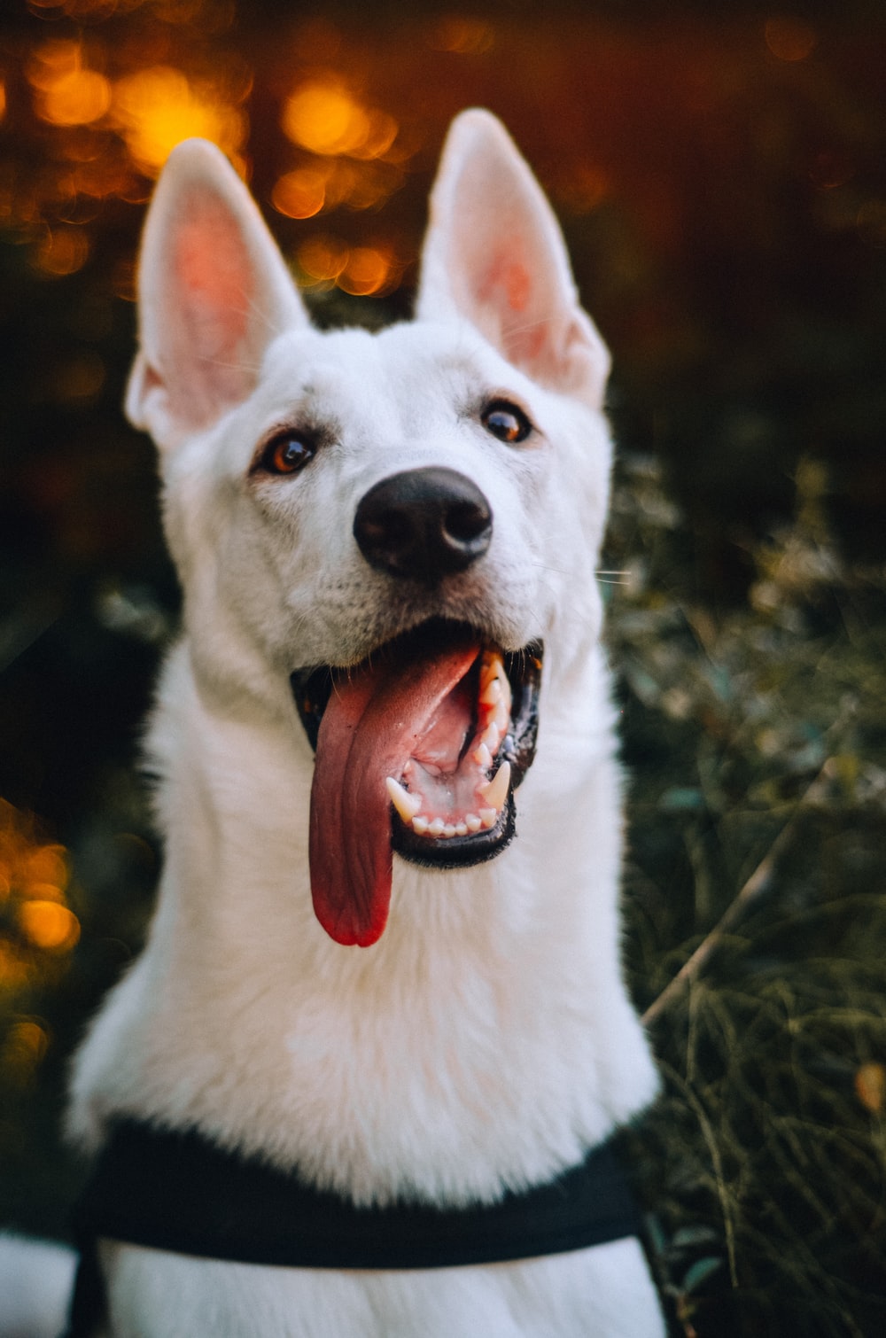 吐舌头的白色狗狗图片