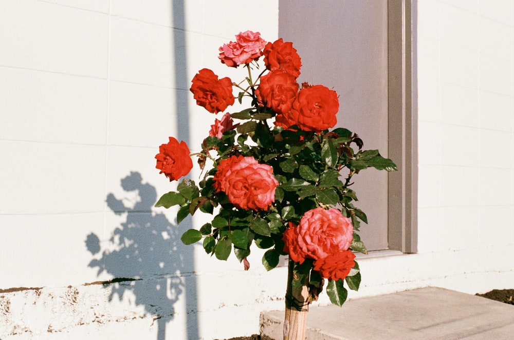 放在门口的玫瑰风景唯美图片素材