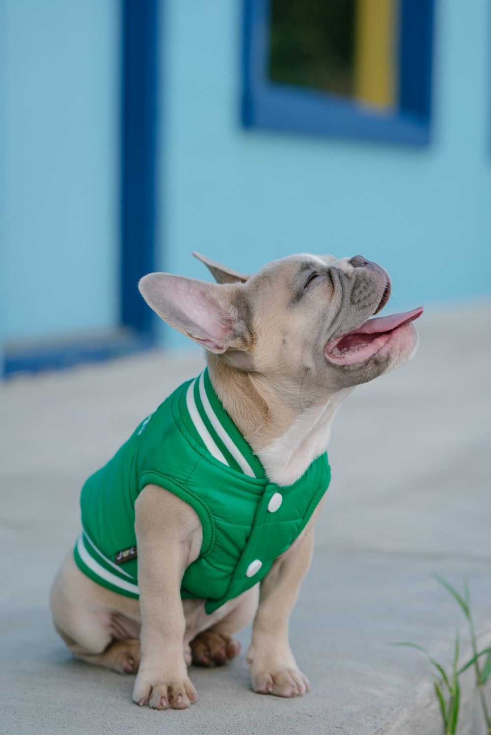 穿着绿色衬衫法国牛头犬宠物狗图片