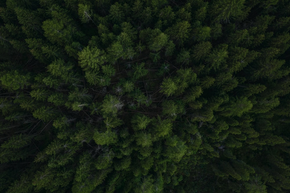 俯视镜头下的绿色森林图片