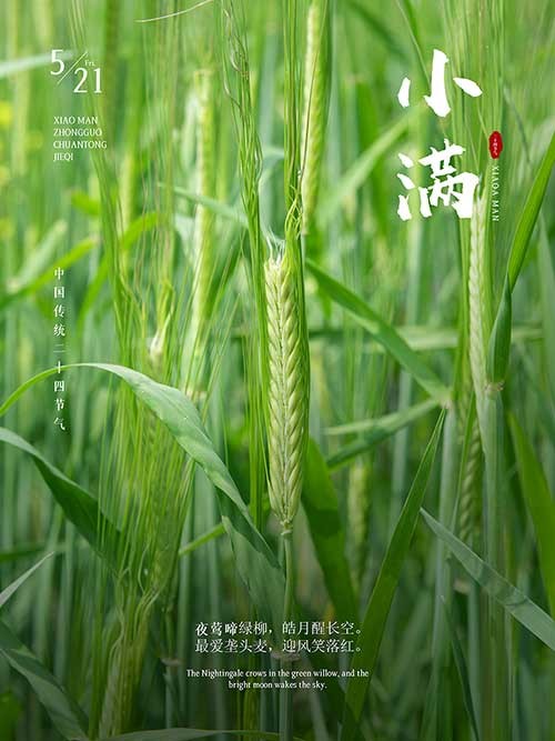 清新绿色小麦田背景24节气小满海报