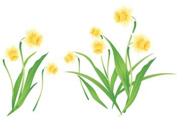 Narcis花3