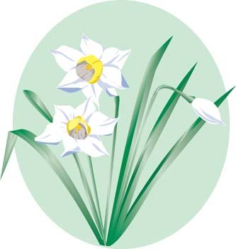 Narcis花7