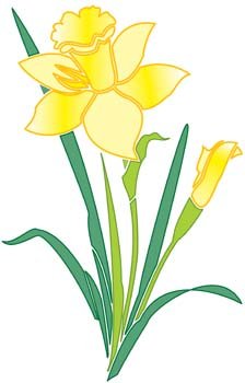 Narcis花1