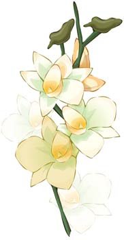 Narcis花6