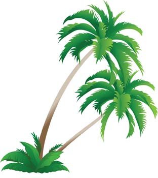 棕榈树4