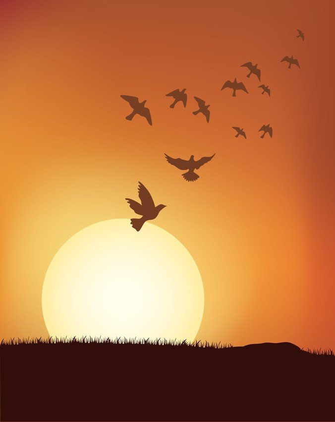 夕阳下向量鸟类