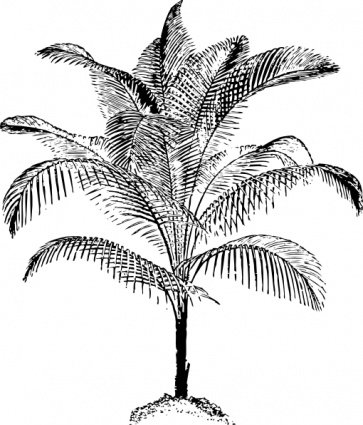 Miniature Coconut Palm