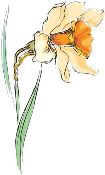 Narcis花13