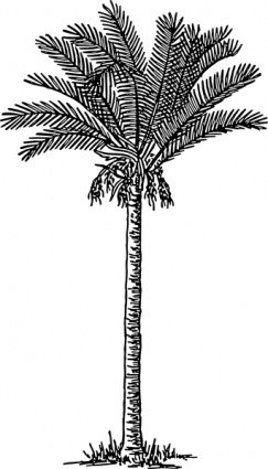 手绘素描枣椰树矢量素材