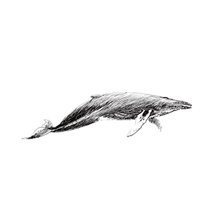 黑白线稿海洋生物鲸鱼免抠素材