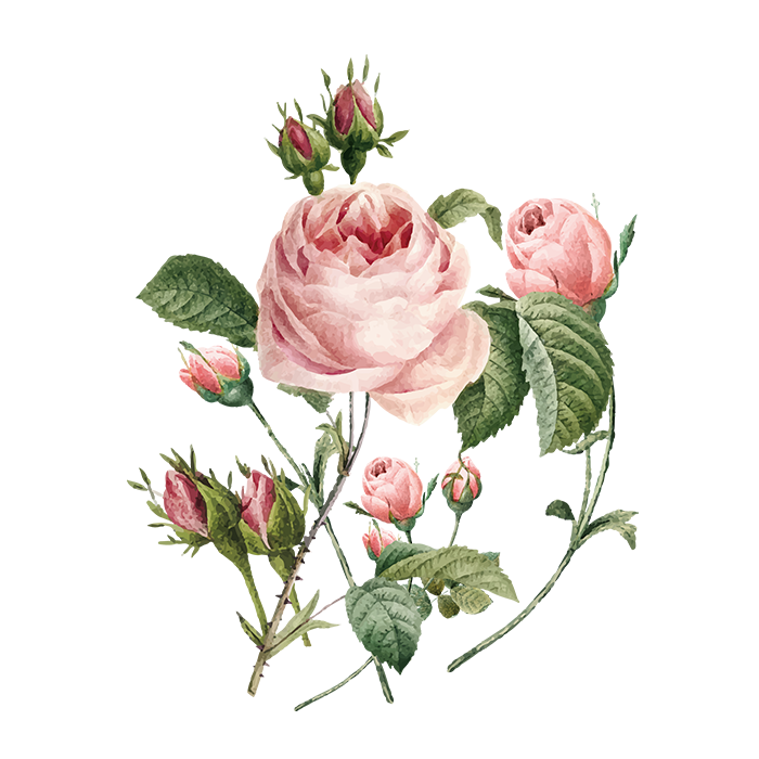 粉色手绘玫瑰花元素免抠素材