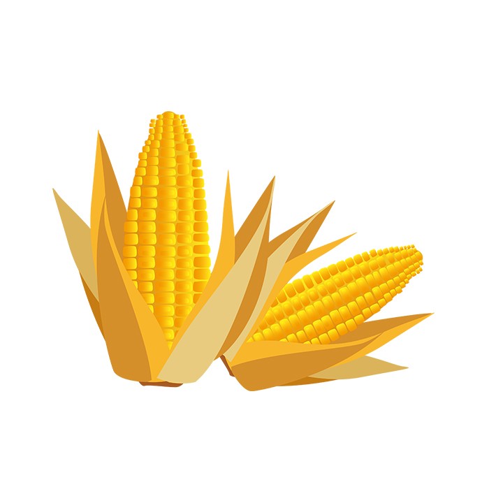 立秋成熟玉米农作物手绘元素免抠素材