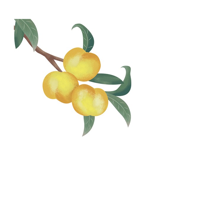 黄色立秋黄杏枝叶水果植物元素免抠素材